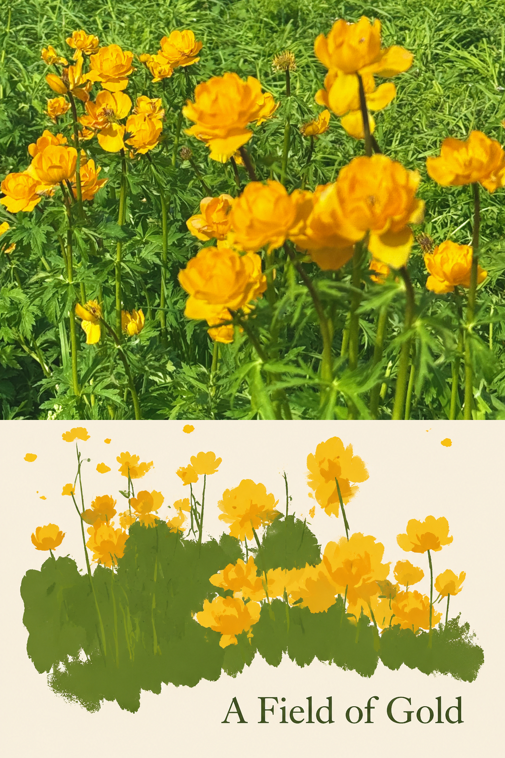 A Field of Gold